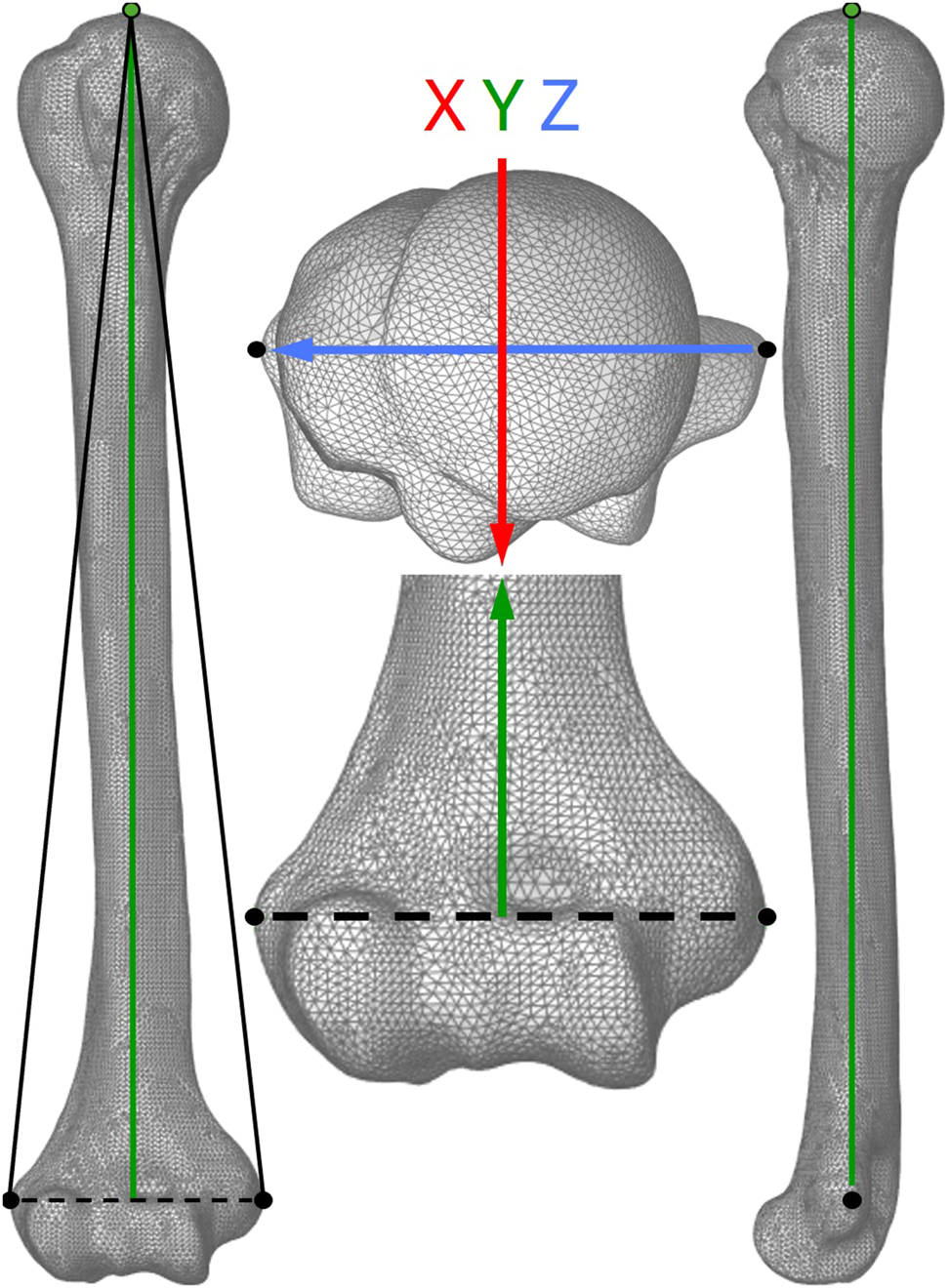 Figure 4: 
Alignment of the coordinate system of the computational humerus model according to recommendation of the International Society of Biomechanics on joint coordinate systems for the humerus. The triangular plane (left image) described by the lateral and medial epicondyle (black dots) and the highest point of the humeral head (green dot) represents the frontal plane. The y-axis (green arrow) presents the direction of axial loading.
