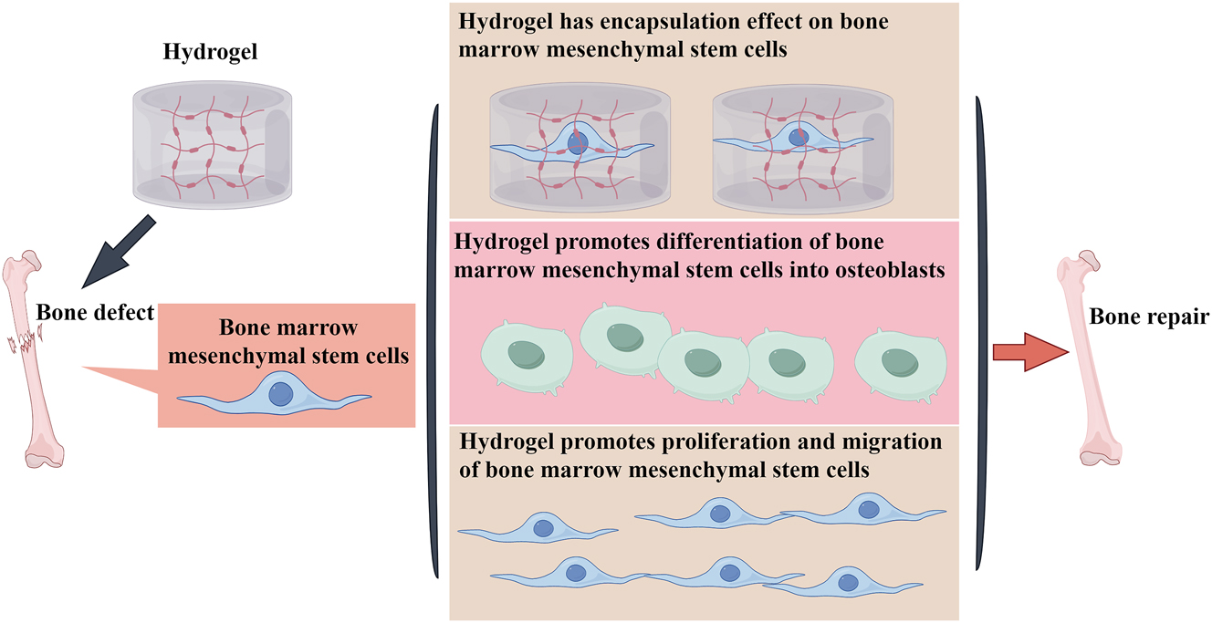 Figure 2: 
Hydrogel promotes the differentiation of bone marrow mesenchymal stem cells into osteoblasts to achieve bone regeneration.
