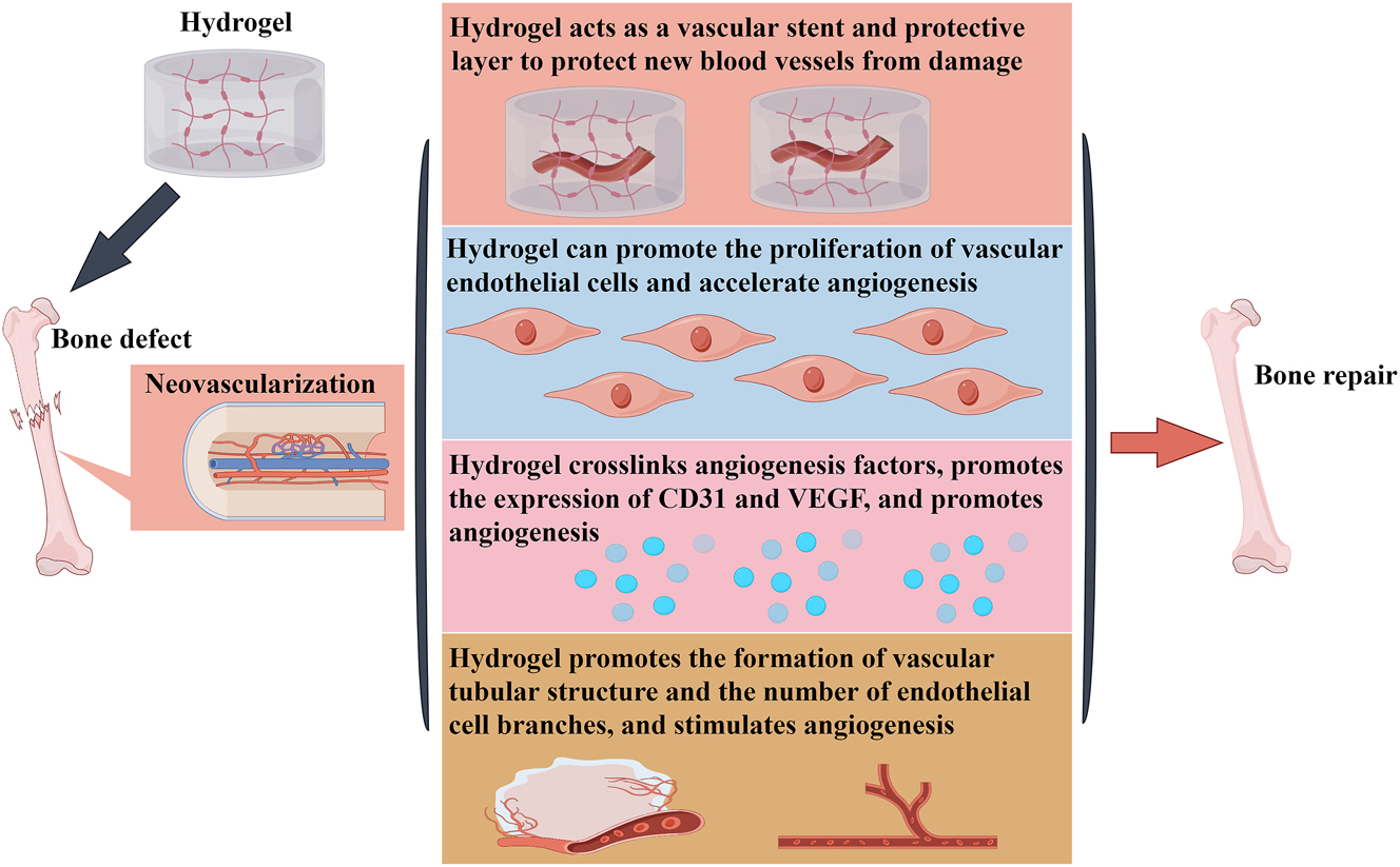 Figure 3: 
Accelerating angiogenesis in bone tissue is the main mechanism of hydrogel to promote bone regeneration.
