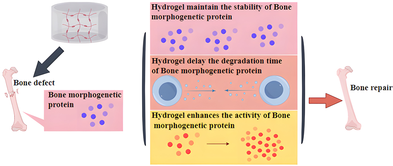 Figure 4: 
Enhancement of BMP2 activity is another mechanism by which hydrogels promote bone regeneration.
