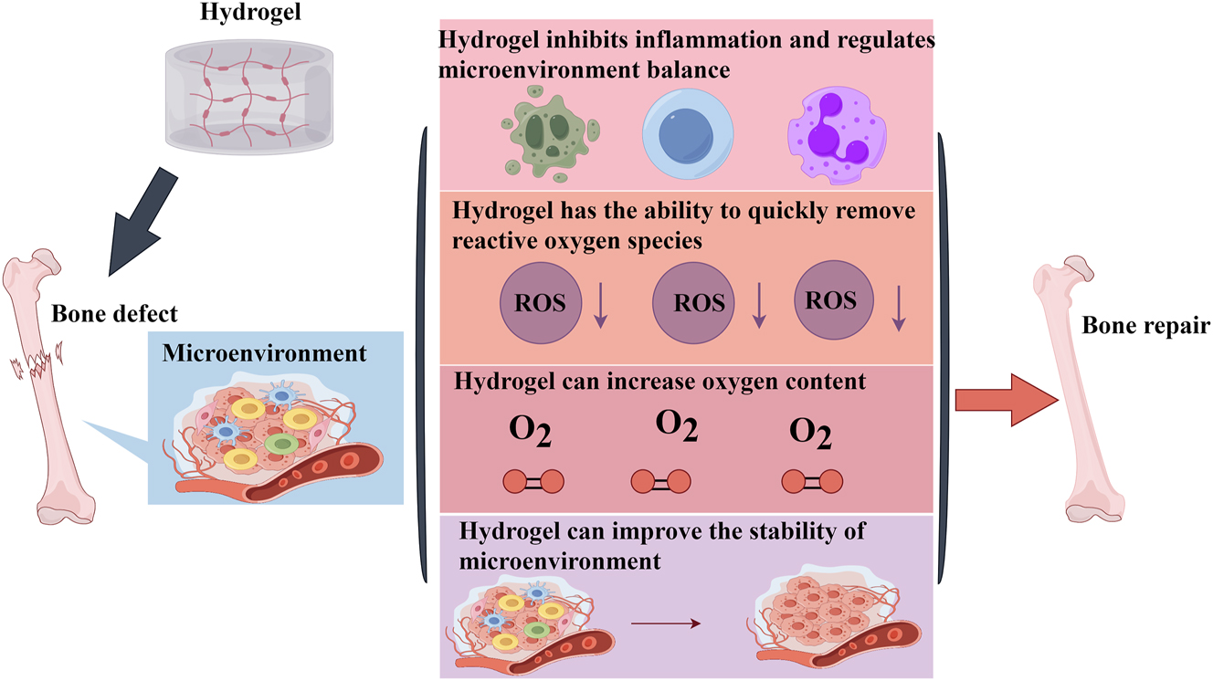 Figure 5: 
Regulating the microenvironment of bone tissue is another mechanism by which hydrogels promote bone regeneration.
