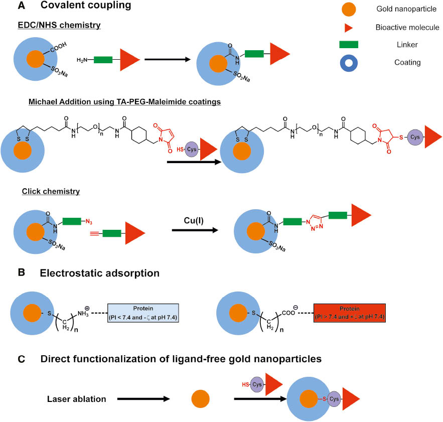 Figure 2: Functionalization of gold nanoparticles by (A) covalent coupling of bioactive molecules using carbodiimide, maleimide or click chemistry, (B) electrostatic adsorption and (C) direct functionalization of ligand-free gold nano particles.