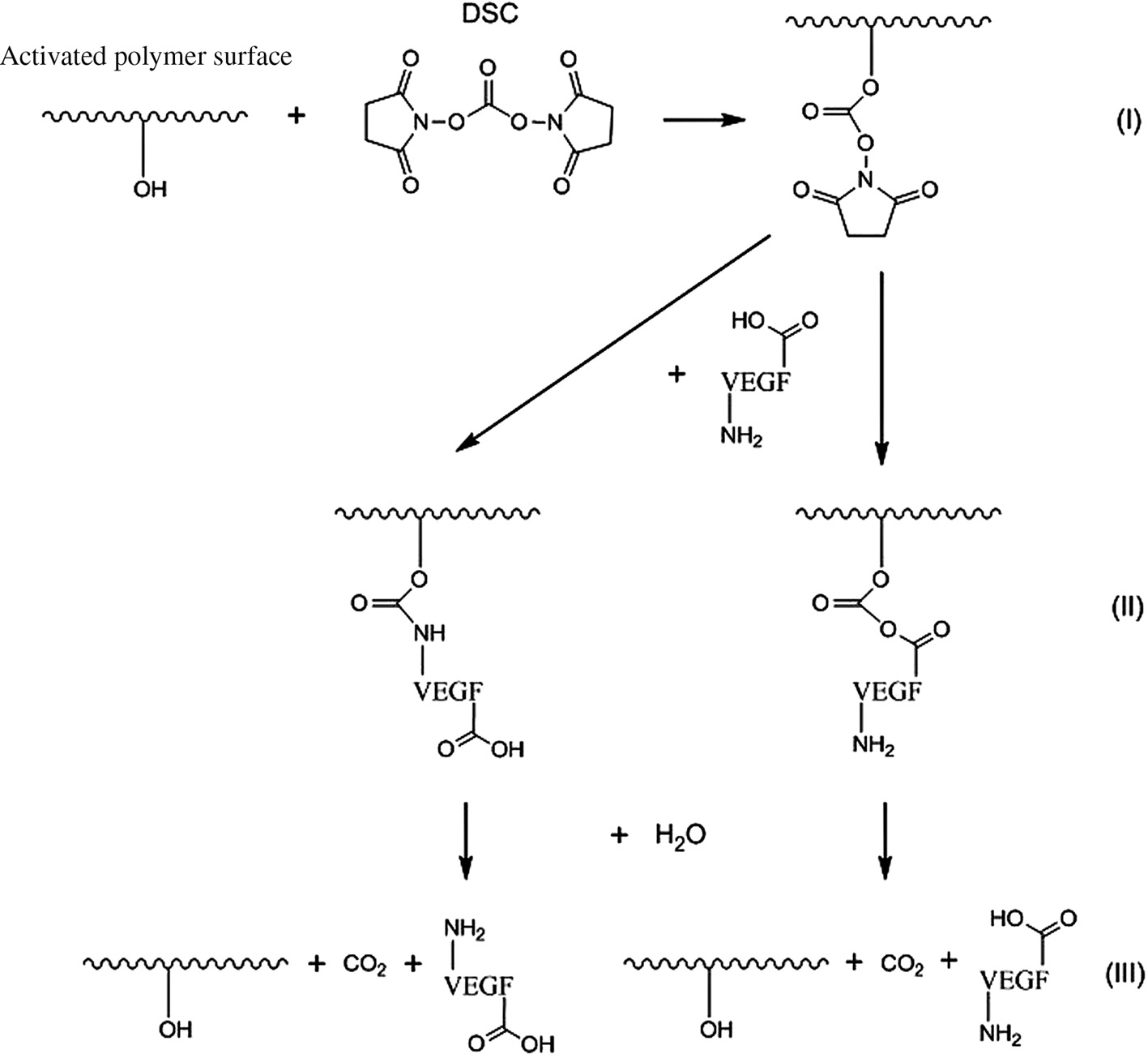 Figure 5: VEGF coupling scheme on activated P(3HB)/PCL surface via DSC: coupling of DSC (I), covalent bonding of VEGF via a functional amino or carboxy group (II) and VEGF release by hydrolysis resulting in VEGF and CO2 (III).