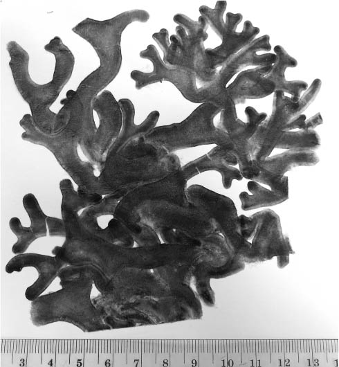 Figure 1 Holotype of Codium schmiederi (UC 1718021).