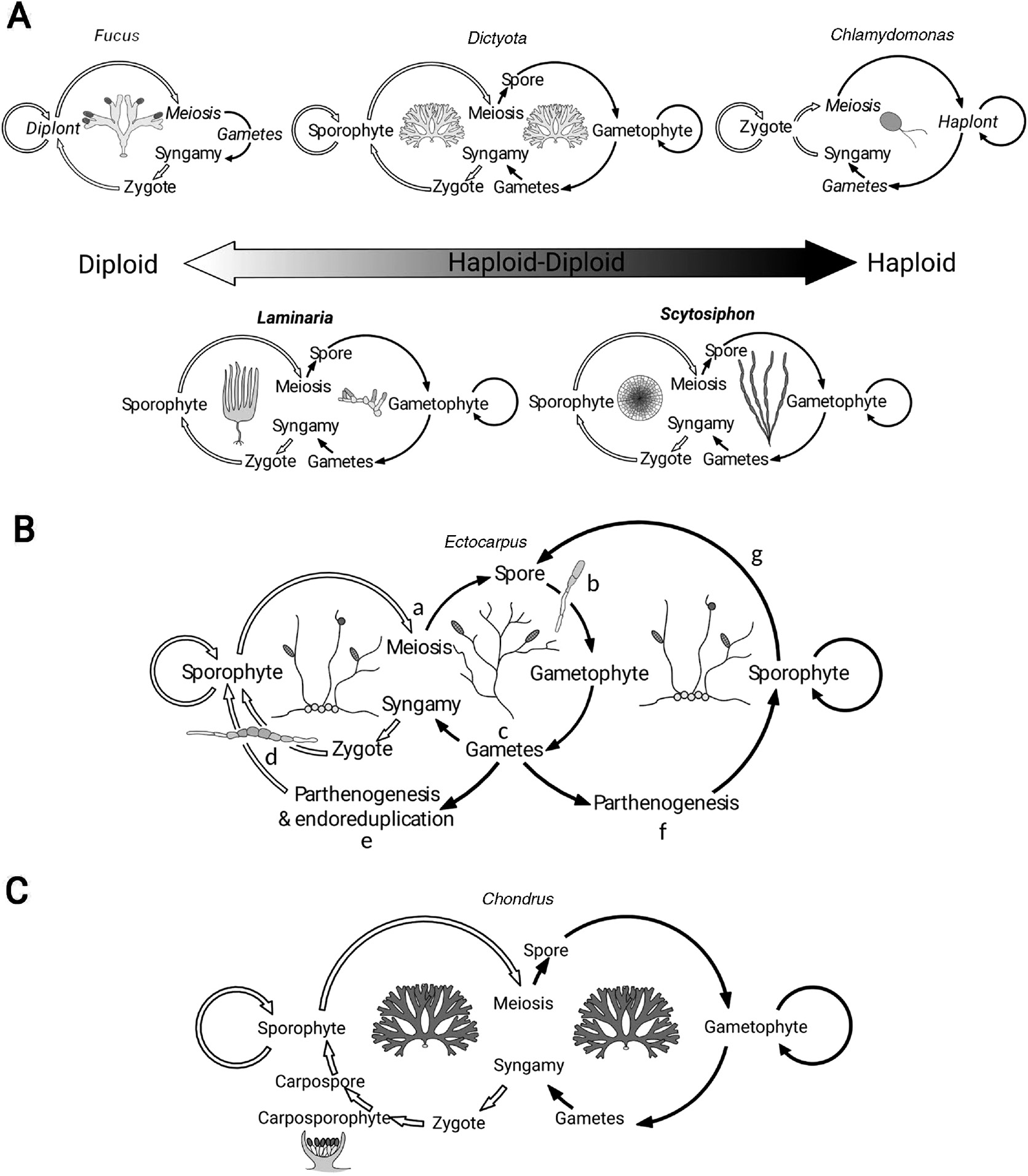 Figure 1: Schematic representation of algal life cycles.Diploid and haploid stages are marked by white and black arrows, respectively. (A) Brown algal life cycle. Fucales are characterized by a diplontic life cycle. Meiosis in the reproductive tissue is immediately followed by gametogenesis and syngamy producing a diploid zygote. Most algae such as Dictyota, Scytosiphon and Laminaria exhibit a diplohaplontic life cycle where a haploid gametophyte alternates with a diploid sporophyte. Here following meiosis the resulting spore develops into a multicellular organism. Both haploid and diploid phases may be of identical morphology (isomorphic) (Dictyota), or the two phases may develop differently (heteromorphic) with either the gametophyte (Laminaria) or the sporophyte (Scytosiphon) being microscopic. Many unicellular algae (Chlamydomonas) are characterized by a haplontic life cycle where the formation of a zygote is immediately followed by a meiotic division. (B) Simplified diplohaplontic life cycle of Ectocarpus siliculosus. Meiosis (a) takes place in the sporophyte (diploid) to produce haploid spores. First cell division in germinating spores is asymmetric (b) and they grow into multicellular gametophytes. Gametophytes produce morphologically identical but physiologically differentiated male and female gametes (c), which fuse to form a zygote. After a symmetrical first cell division (d) the zygote grows into a diploid sporophyte. Alternatively, gametes that do not meet a partner of the opposite sex grow into diploid parthenosporophytes by means of parthenogenesis combined with endoreduplication (e) or into a haploid parthenosporophyte (f). The latter produces meiospores via a nonreductive apomeiotic event (g). (C) Life cycle of the red alga Chondrus showing three distinct stages: the gametophyte, the sporophyte and the carposporophyte, which develops parasitically on the gametophyte after fertilization. Loops connecting a generation with itself denote asexual reproduction mediated by vegetative reproduction (e.g. fragmentation, propagule formation) (Fucus, Dictyota), the formation of asexual spores (mitospores) (Dictyota, Ectocarpus, Laminaria), mitosis (Chlamydomonas) or parthenogenetic development of unfertilized (female) gametes (Scytosiphon, Laminaria, Ectocarpus). Figure adapted from Bogaert et al. (2013).