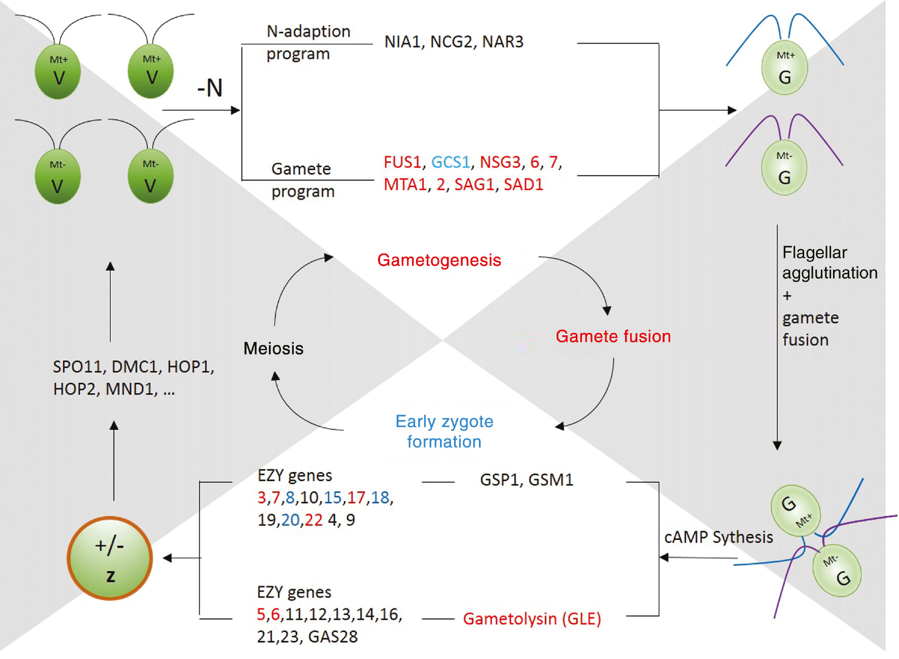 Figure 2: Synthetic overview of gamete formation, fusion and meiosis in Chlamydomonas with indications of the genes involved and their conservation in other algae (black, highly conserved; blue, somewhat conserved; red, not conserved).