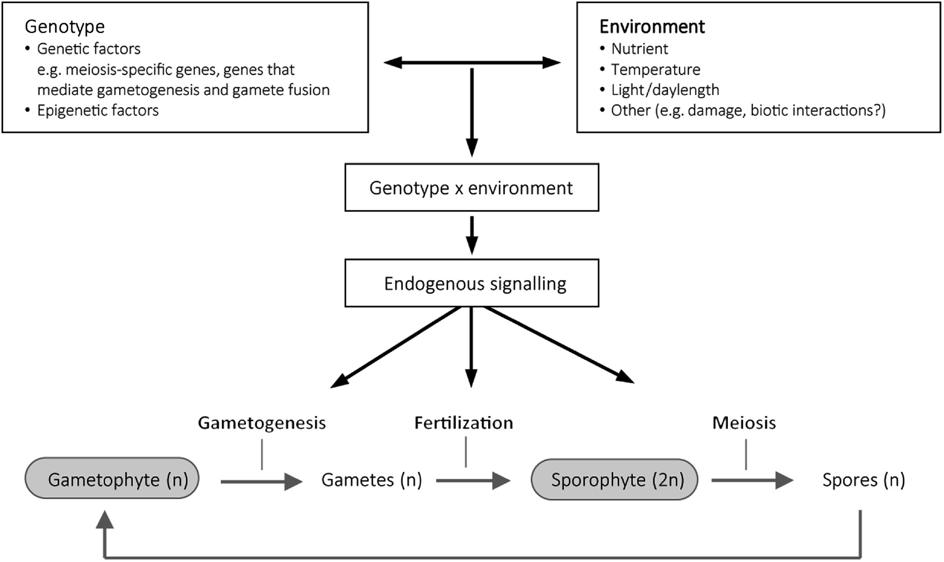 Figure 3: Life cycle control as a function of genotype and environmental factors.