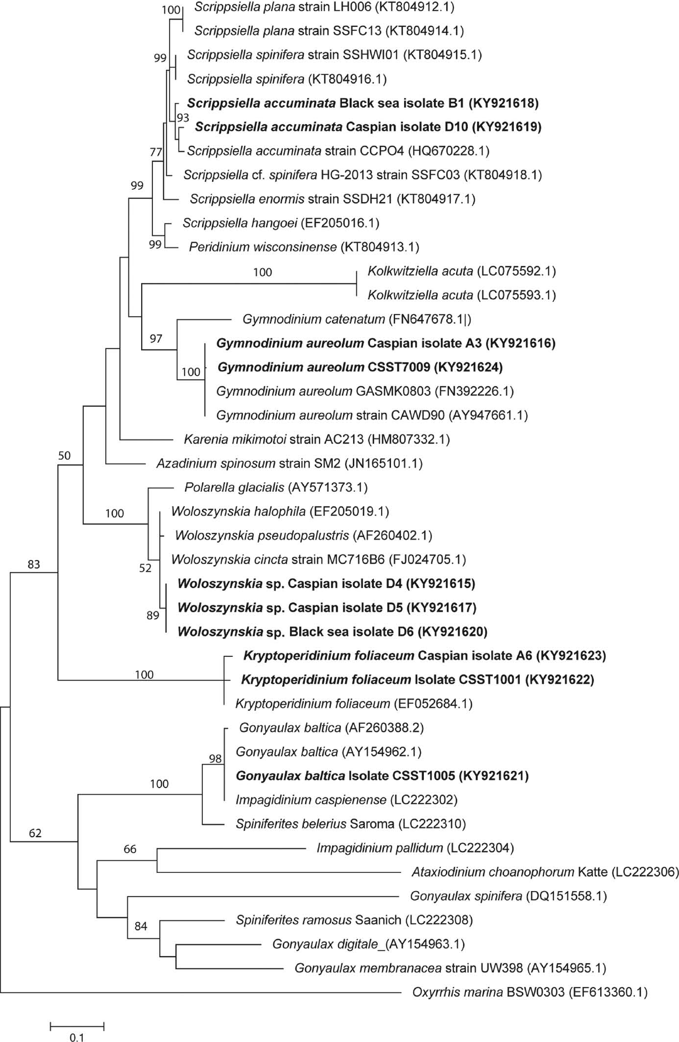 Figure 32: Molecular phylogeny of dinoflagellates isolated from the Caspian and Black Sea sediments inferred from partial large-subunit rDNA (LSU rDNA) sequences based on the maximum likelihood (ML) method.Oxyrrhis marina was used as an outgroup. Numbers on branches represent ML bootstrap values for that node; bootstrap values >50% are shown. Sequences from isolates in this study are indicated in bold. The tree is drawn to scale, with branch lengths measured in the number of substitutions per site. Scale bar=nucleotide substitutions per site. The analysis involved 42 nucleotide sequences. Sequences generated in this study are available from GenBank, Accessions KY921615-KY921624. There were a total of 503 positions in the final dataset.