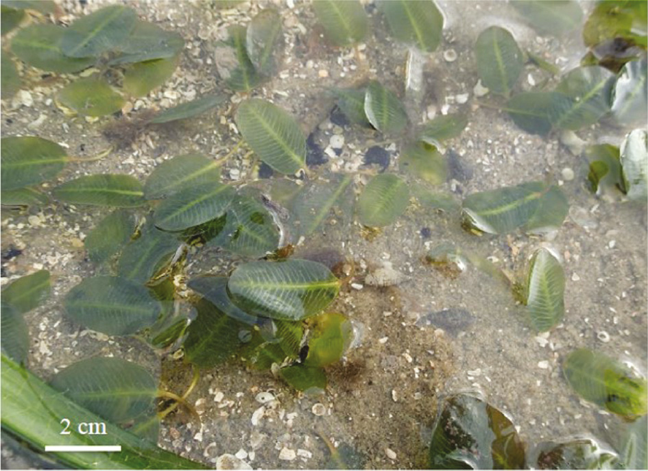 Figure 3: Halophila major from Tanjung Adang Laut, Sungai Pulai estuary, Johor (refer also to Nguyen et al. 2014 for morphological and genetic identification of the species).Photo credit: © Muta Harah.