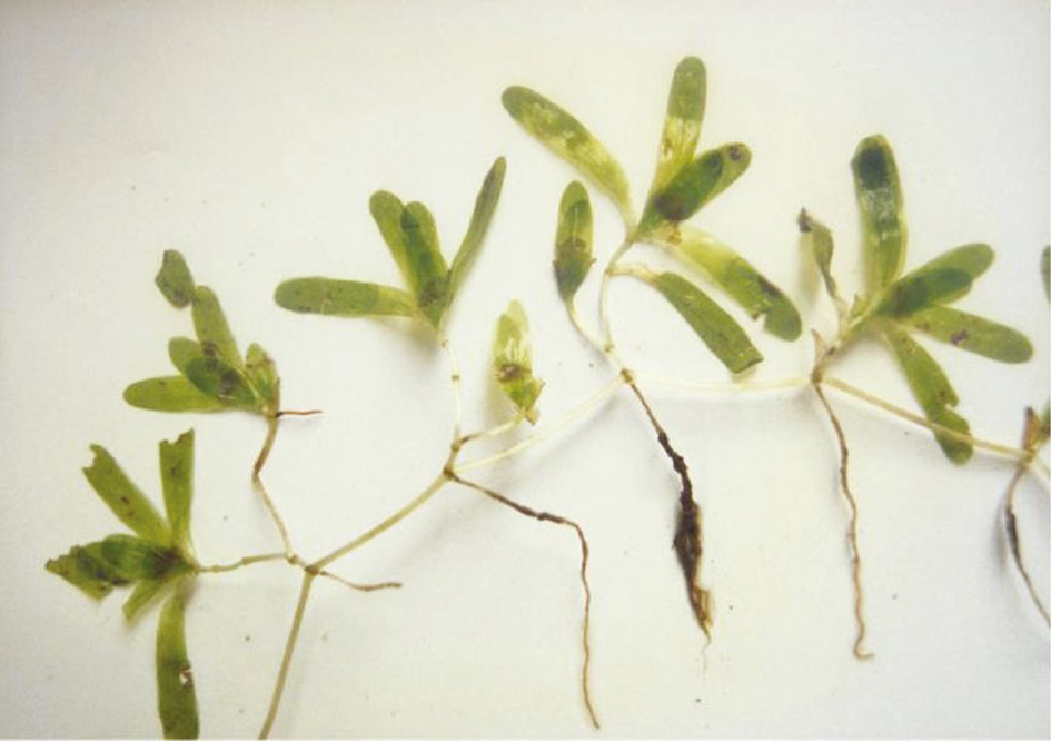 Figure 4: Halophila sp. 2 collected in 1997 at a mangrove area of Teluk Sepinong, Sandakan, Sabah, Malaysia.Photo credit: © Japar Sidik.