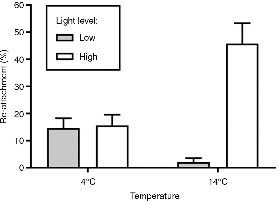 Figure 2: Fucus radicans.Percentage (±standard error) of re-attached fragments after 7 weeks cultivation in four different treatment combinations. The x-axis indicates the temperature treatment (4°C or 14°C) while the gray and white bars indicate the low (ca. 33 μmol m−2 s−1, 6 h:18 h light:dark regime) and high light level (ca. 100 μmol m−2 s−1, 16 h:8 h light:dark regime) treatments, respectively. n=3 (with eight pseudoreplicates each) for each treatment combination.