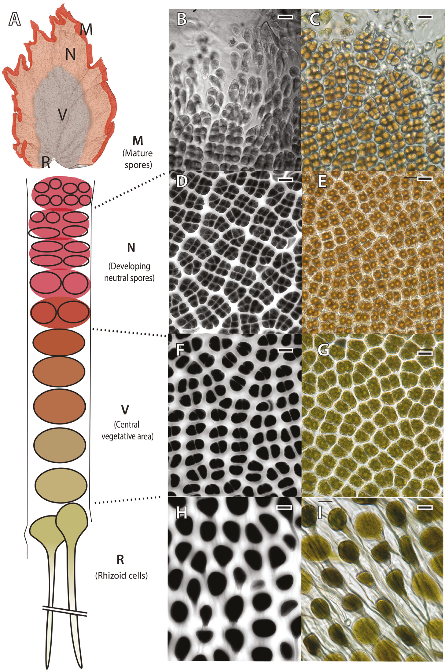 Figure 1: Anatomy of a typical blade of Porphyra umbilicalis on the Maine coast.Cartoons show the regions of the blade en face (A) and as a longitudinal cross-section from the margin to the holdfast (M mature spores, N developing neutral spores, V central vegetative area, R rhizoid cells), which is composed of thousands of rhizoid cells. The middle panel and right panels, confocal and brightfield images respectively, show representative areas of four distinct regions of the blade: mature spores – A, B; developing neutral spores – D, E; central vegetative area – F, G; and rhizoid cells – H, I. Note the change in spacing of cells and amount of intervening cell wall (confocal images generated by exciting photosynthetic pigments) and transition in colour from green to red (longitudinal cartoon, brightfield images). Scale bars=20 μm.
