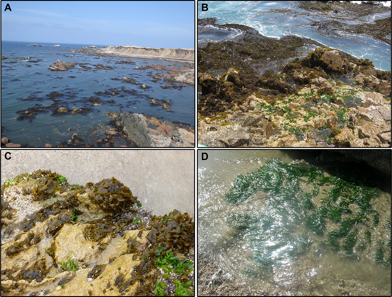 Figure 2: Some characteristic seaweed communities from the Peruvian coast. (A) Kelp forests seen from the cliffs of Marcona (Humboldt Province). (B) Algal diversity on the intertidal shores of Marcona (Humboldt Province). (C) Intertidal Petalonia fascia and Ulva spp. from Paracas (Humboldt Province). (D) A patch of Caulerpa filiformis in Cabo Blanco (Panamic Province).