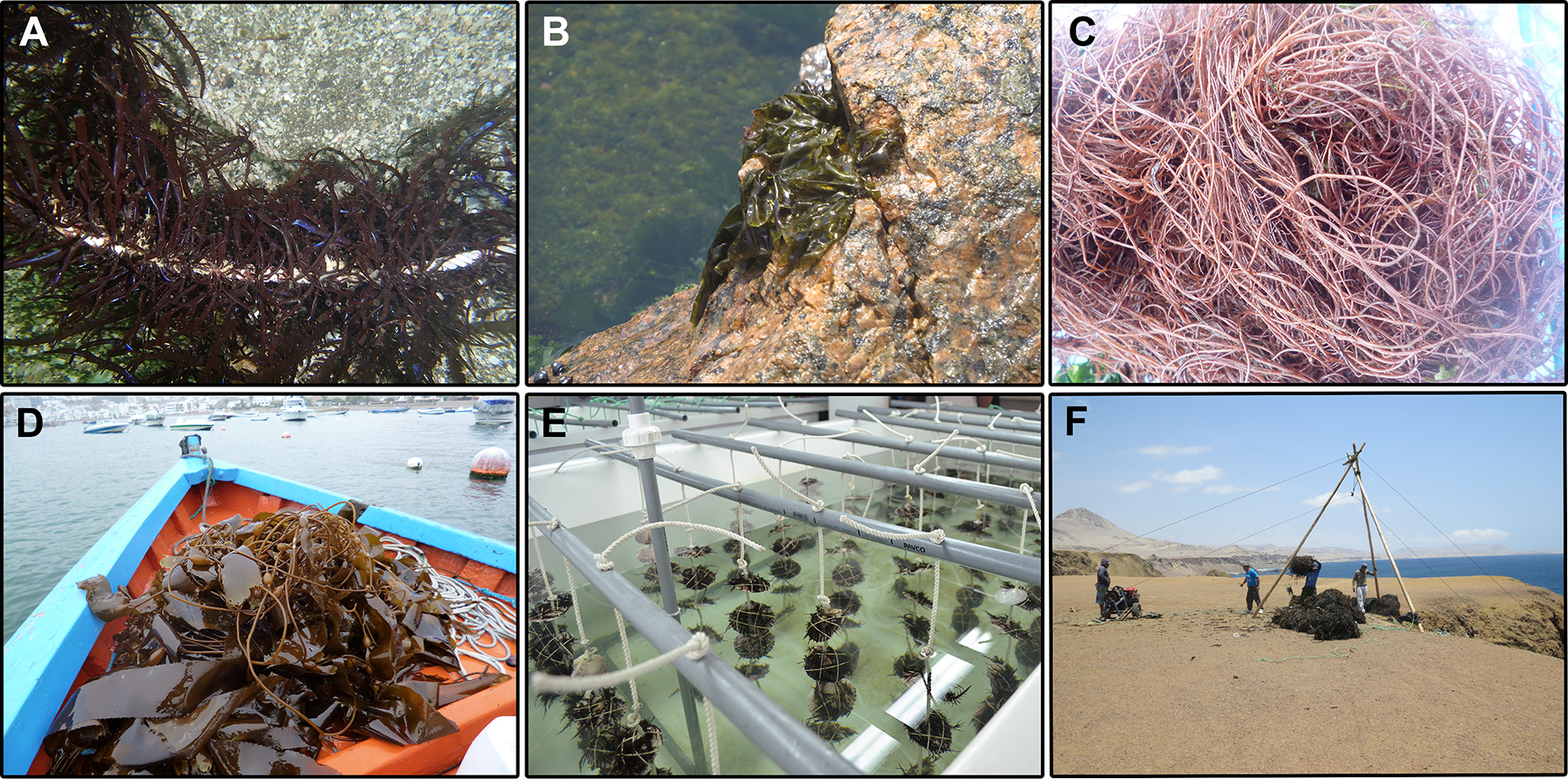 Figure 5: Economic seaweeds from Peru. (A) Chondracanthus chamissoi, locally known as “yuyo” or “mococho”, growing on ropes from a farm in Pisco (photo credit: Paul Baltazar). (B) A Porphyra/Pyropia specimen, locally known as “cochayuyo”, from the intertidal of Marcona. (C) A freshly collected Gracilariopsis lemaneiformis, locally known as “pelillo”, from the bay of Ancon. (D) Macrocystis pyrifera, locally known as “aracanto”, from the bay of Pucusana. (E) Vegetative propagation of C. chamissoi through secondary attachment discs in scallop shells at indoor cultures in Pisco (photo credit: Paul Baltazar). (F) Dried brown seaweeds (mostly Macrocystis pyrifera) being transported to the cliffs from a hard-to-access beach in Marcona. A pulley system is usually used by the fishermen, who later stack the seaweeds for air-drying and selling.