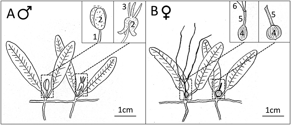 Figure 1: Halophila stipulacea reproductive structures of (A) male and (B) female plants. Structures of the male flower bud and male flower are 1: pedicel, 2: tepals, 3: stamens. Structures of the female flower and developing seed are 4: ovary, 5: hypanthium, 6: styles.