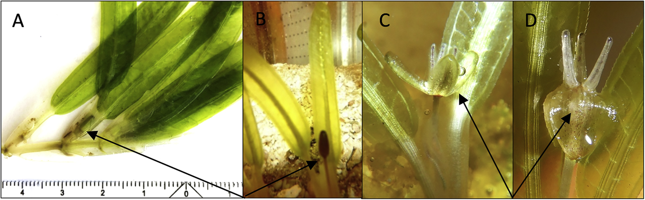 Figure 2: Halophila stipulacea male flower buds in different stages of development. The arrows in (A) and (B) depict flower buds attached with a pedicel to the base of the shoot. The arrows in (C) and (D) depict male flowers emerging from flower buds, with three stamens that release pollen grains. Halophila stipulacea male flower buds and flowers shown were harvested on Bonaire, Dutch Caribbean and grown in the laboratory on coral sand, at 25 °C and a salinity of 35. The plants were observed flowering in January 2020 in three separate mesocosms (length × width × height: 0.6 × 0.3 × 0.25 m).
