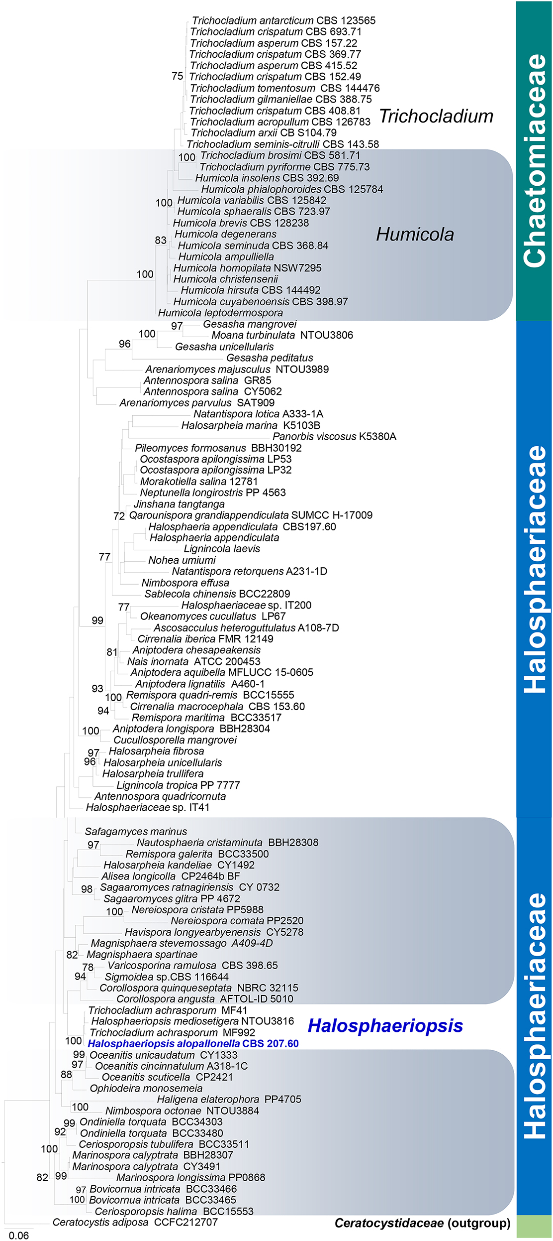 Figure 3: 
Randomized axelerated maximum likelihood (RAxML) phylogenetic tree based on a combined analysis of the 28S and 18S rRNA sequence data. Bootstrap support values for ML (>70 %) are given above each branch. The newly transferred isolate is shown in blue. The tree is rooted to Ceratocystis adiposa CCFC212707.
