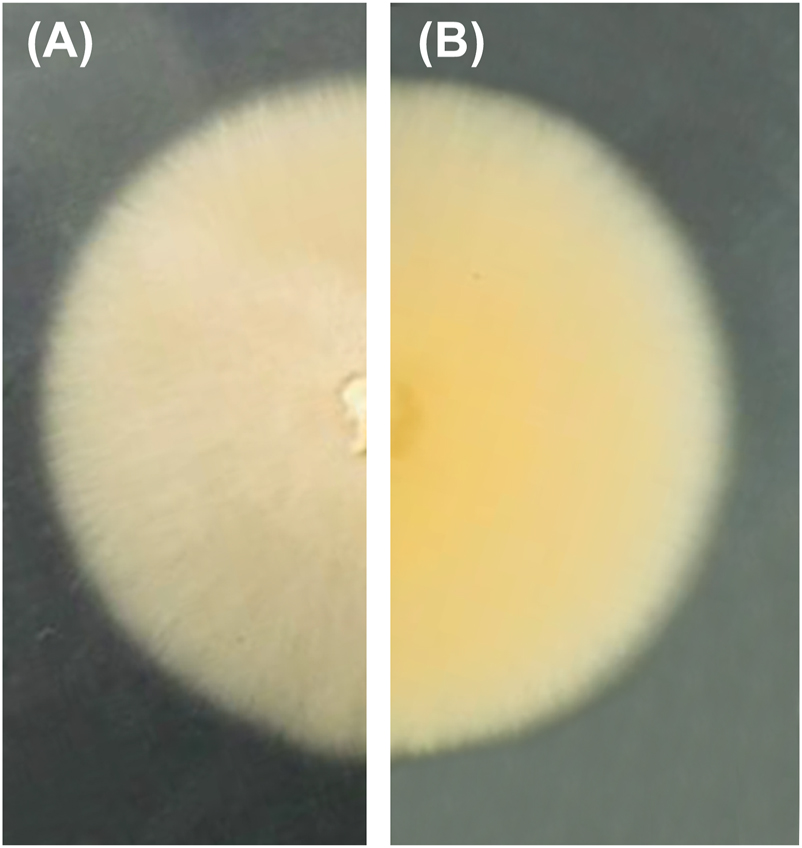 Figure 5: 
Colony of Remispora submersa (MUM 20.48) in malt extract agar (MEA) for 7 days at 25 °C: (A) obverse, (B) reverse.
