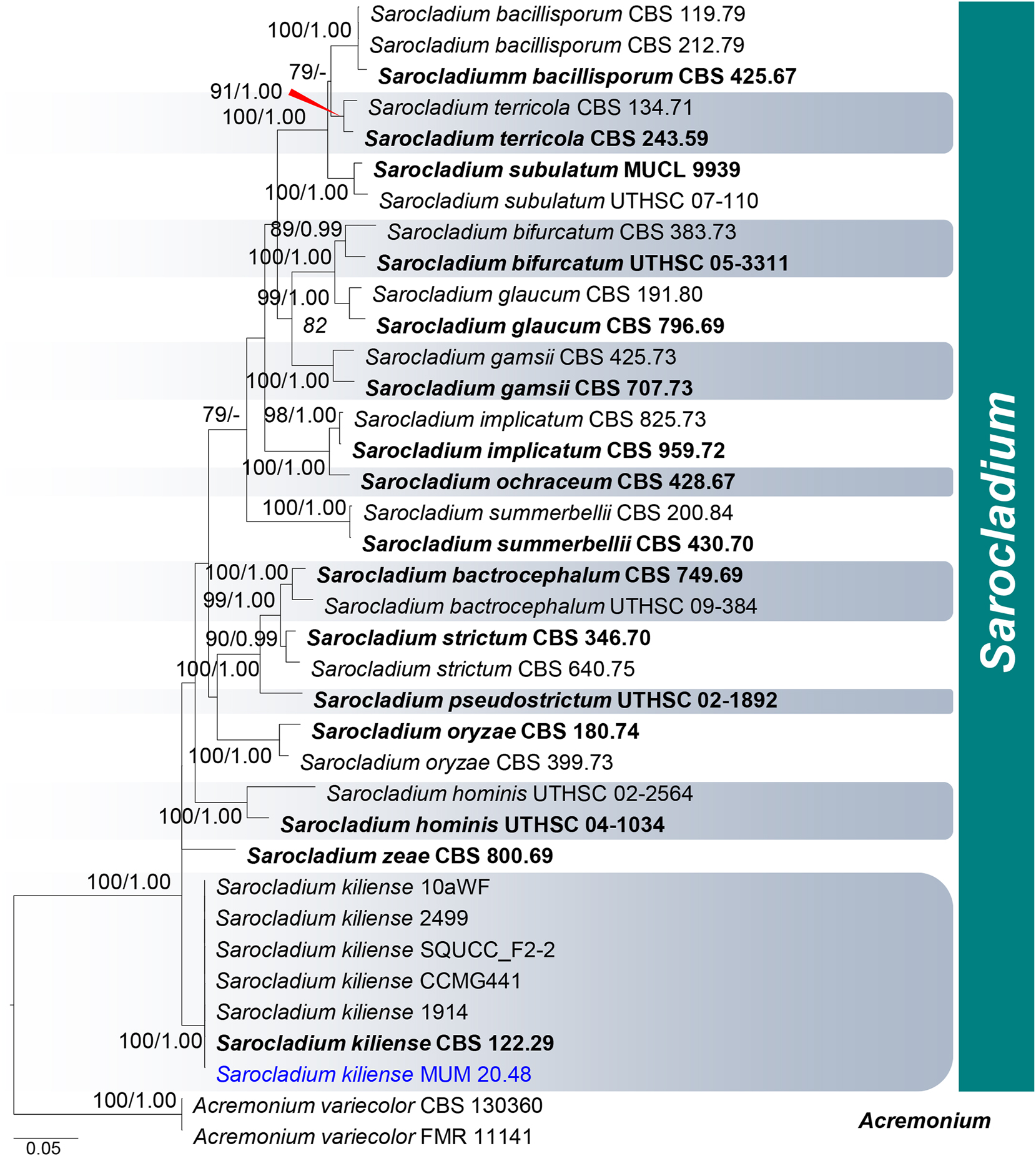 Figure 6: 
Phylogram generated from maximum likelihood (ML) analysis based on combined LSU, ITS, and act1 sequence data representing Sarocladiaceae (Hypocreales). Thirty-seven strains are included in the combined analyses which comprised 1753 characters (504 characters for LSU, 478 characters for ITS, 771 characters for act1) after alignment. Acremonium variecolor strains CBS 130360 and FMR 11141 in Bionectriaceae (Hypocreales) were used as the outgroup taxa. The best scoring RAxML tree with a final likelihood value of −8526.836 is presented. The matrix had 435 distinct alignment patterns, 356 parsimony-informative, 73 singleton sites, and 1332 constant sites. Estimated base frequencies were as follows: A = 0.216, C = 0.298, G = 0.265, T = 0.221; substitution rates: AC = 2.09479, AG = 3.08268, AT = 2.09479, CG = 1.00000, CT = 10.05849, GT = 1.000000; gamma distribution shape parameter α = 0.574. Bootstrap support values for ML equal to or greater than 75 % are given above the nodes (left side). Bayesian posterior probabilities (BYPP) equal to or greater than 0.95 are given above the nodes (right side). Ex-type strains are in bold and newly generated sequences are in blue.
