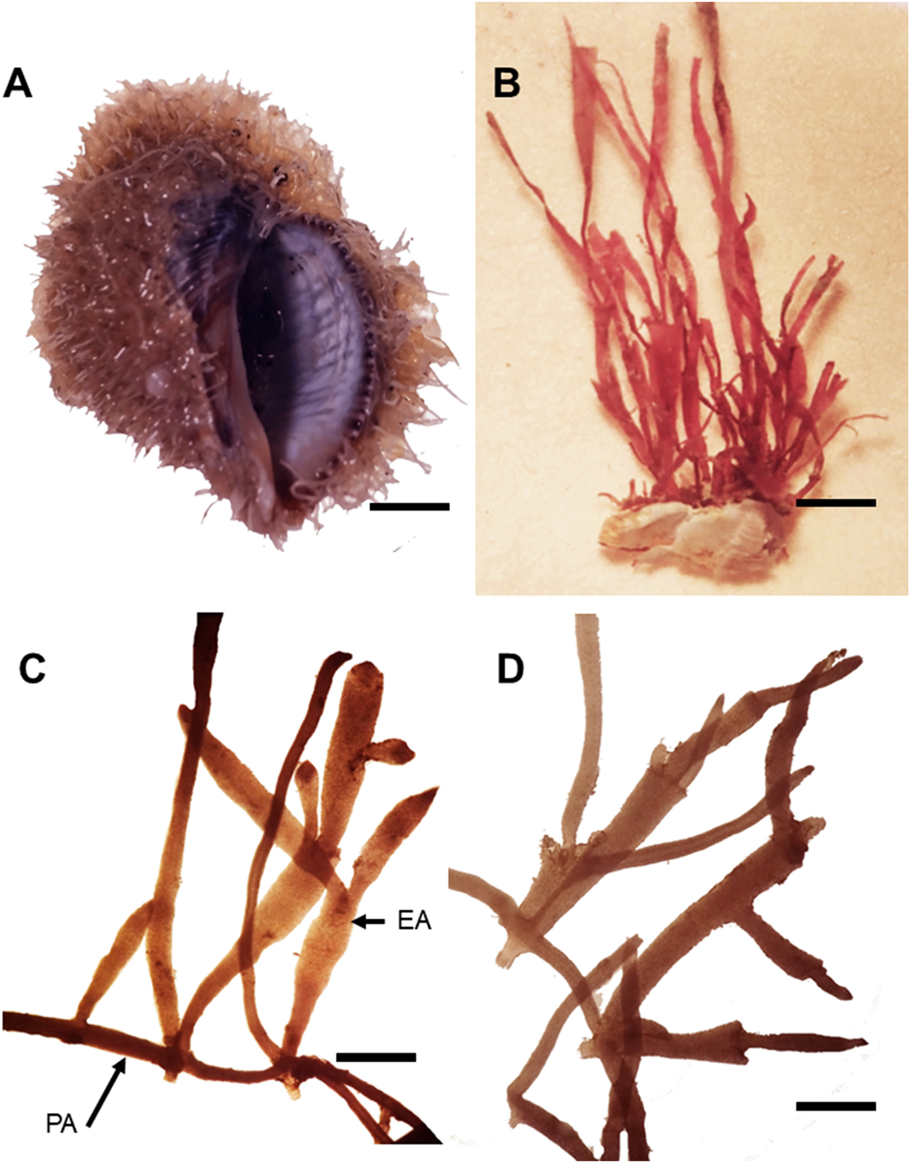 Figure 4: 
Vegetative features of Gelidium rodrigueziae sp. nov. (A) Thalli on Stramonita rustica (GM 898). Scale = 0.5 cm. (B) Vegetative holotype thalli (GM 898). Scale = 600 μm. (C and D) Vegetative paratype thalli (GM 900) with prostrate axes (PA) and erect axes (EA). Scale = 400 µm. (D) Stolon. Scale = 400 µm.
