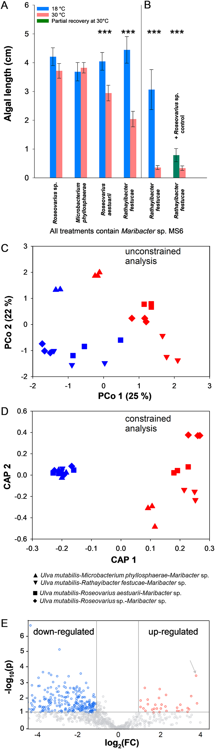 Figure 3: 
Temperature shift experiment from 18 °C to 30 °C. (A) After the temperature shift, the longitudinal growth of the propagules of equal length in three different tripartite communities was measured with ImageJ software and compared with the established model system for Ulva mutabilis–Roseovarius sp. MS2–Maribacter sp. MS6. The error bars represent the confidence intervals (p = 0.95; n = 30 individuals with three replicates). Student’s t-tests showed significant differences between the thallus lengths of algae grown at 18 °C and 30 °C (***, p < 0.001). (B) Experiment replicate and after the addition of Roseovarius sp. MS2, the tripartite community of U. mutabilis–R. festucae–Maribacter sp., recovers partly in longitudinal growth within 14 days. (C and D) The main principal coordinates (PCo, C) and two canonical axes of the canonical analysis of the principal coordinates (CAP, D) were computed from the Bray–Curtis similarity matrix upon ln transformation and sum normalisation of the samples. For the constrained analysis, treatments at 18 °C were pooled. The experiment was carried out in triplicate. (E) Volcano plot illustrating the exo-metabolomic data of the Ulva–Rathayibacter–Maribacter community. The plots show significance versus fold-change (FC) on the y and x axes. “Up-regulated” and “down-regulated” refer to the temperature shift treatment from 18 °C to 30 °C. Points above the line have p < 0.1. Blue dots represent downregulated metabolites, and red dots indicate upregulated metabolites in the growth medium after a temperature shift from 18 °C to 30 °C. Arrow indicates the suggested identification of the fatty acid eicosatrienoic acid.
