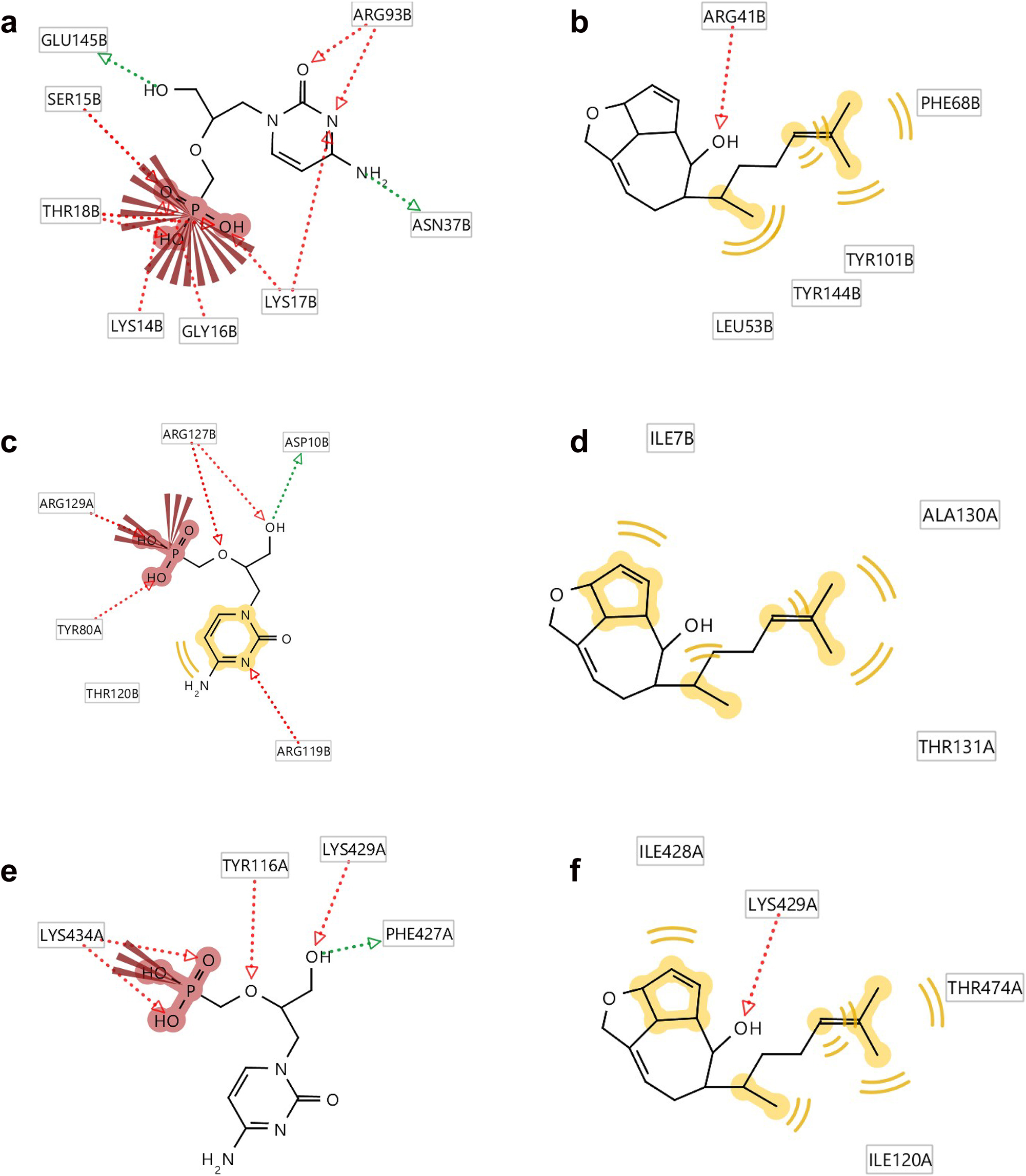 Figure 5: 
Ligplots showing the interacting amino acid residues of the functional enzyme thymidylate kinase, A42R profilin and D13 protein with (a) standard (b) compound 11, (c) standard (d) compound 11 and (e) standard (f) compound 11. Red arrows and broken lines, hydrogen bond acceptors; green arrows and broken lines, hydrogen bond donors; yellow lines, H (hydrogen bond) interactions, negative ionizable area (NI) interaction. Brick red represents amino acids, e.g. ARG93B as arginine, where 93 is the number given to the amino acid of the protein amino acid sequence and B represents the chain.

