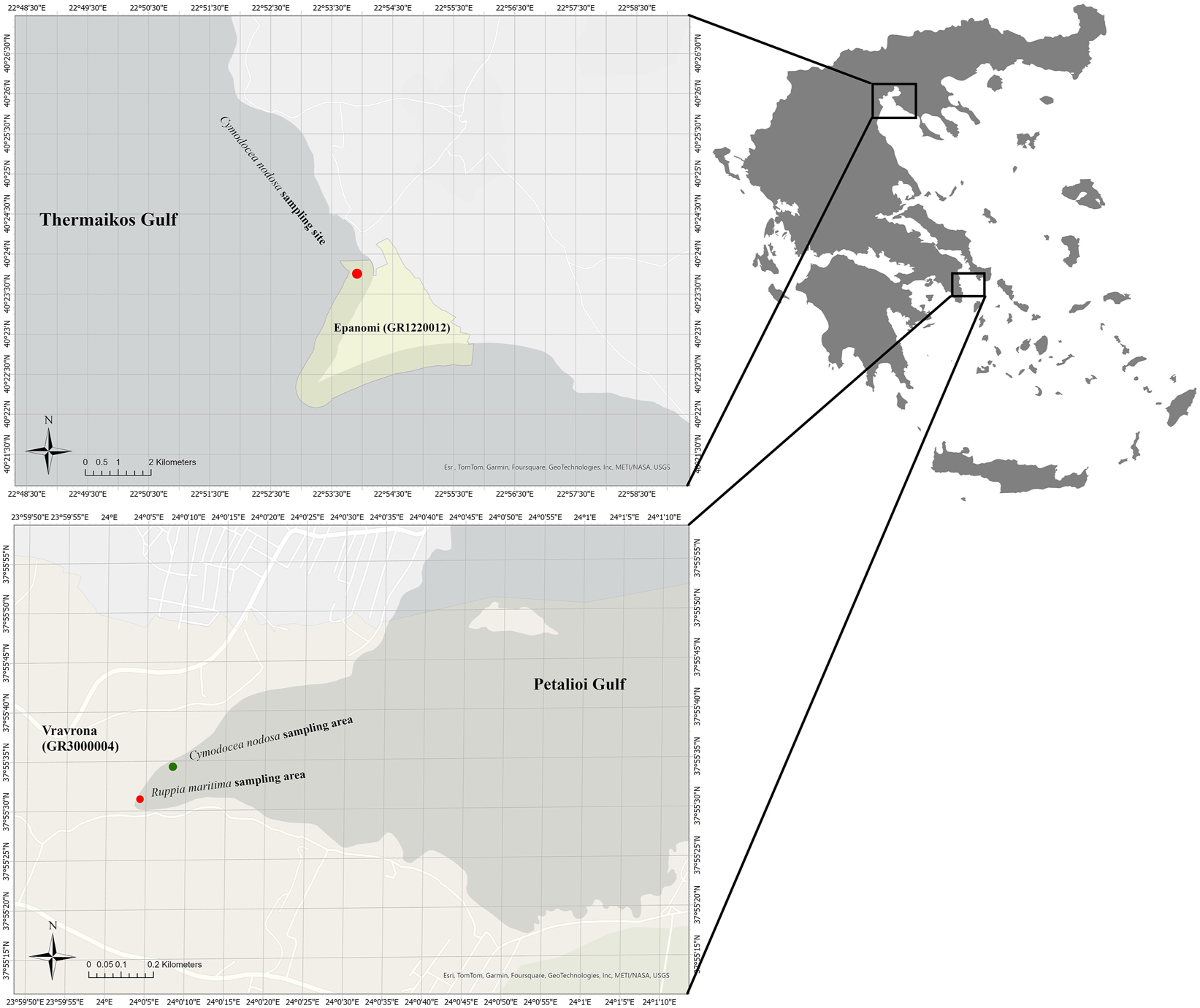 Figure 1: 
Map of the sampling areas. The Cymodocea nodosa meadows studied are located at the northern side of Epanomi Thessaloniki (GR1220012) in the Thermaikos Gulf, North Aegean Sea and in the protected area of Vravrona Attica (GR3000004) in the Petalioi Gulf, South Aegean Sea. The Ruppia maritima meadow is located in the protected area of Vravrona Attica (GR3000004).
