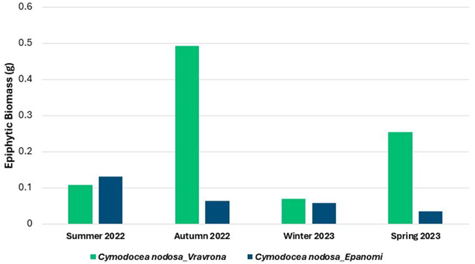 Figure 6: 
Total dry biomass (g) of epiphytic organisms on 10 adult leaves of Cymodocea nodosa in the meadows of Epanomi and Vravrona, by season, during 2022–2023.
