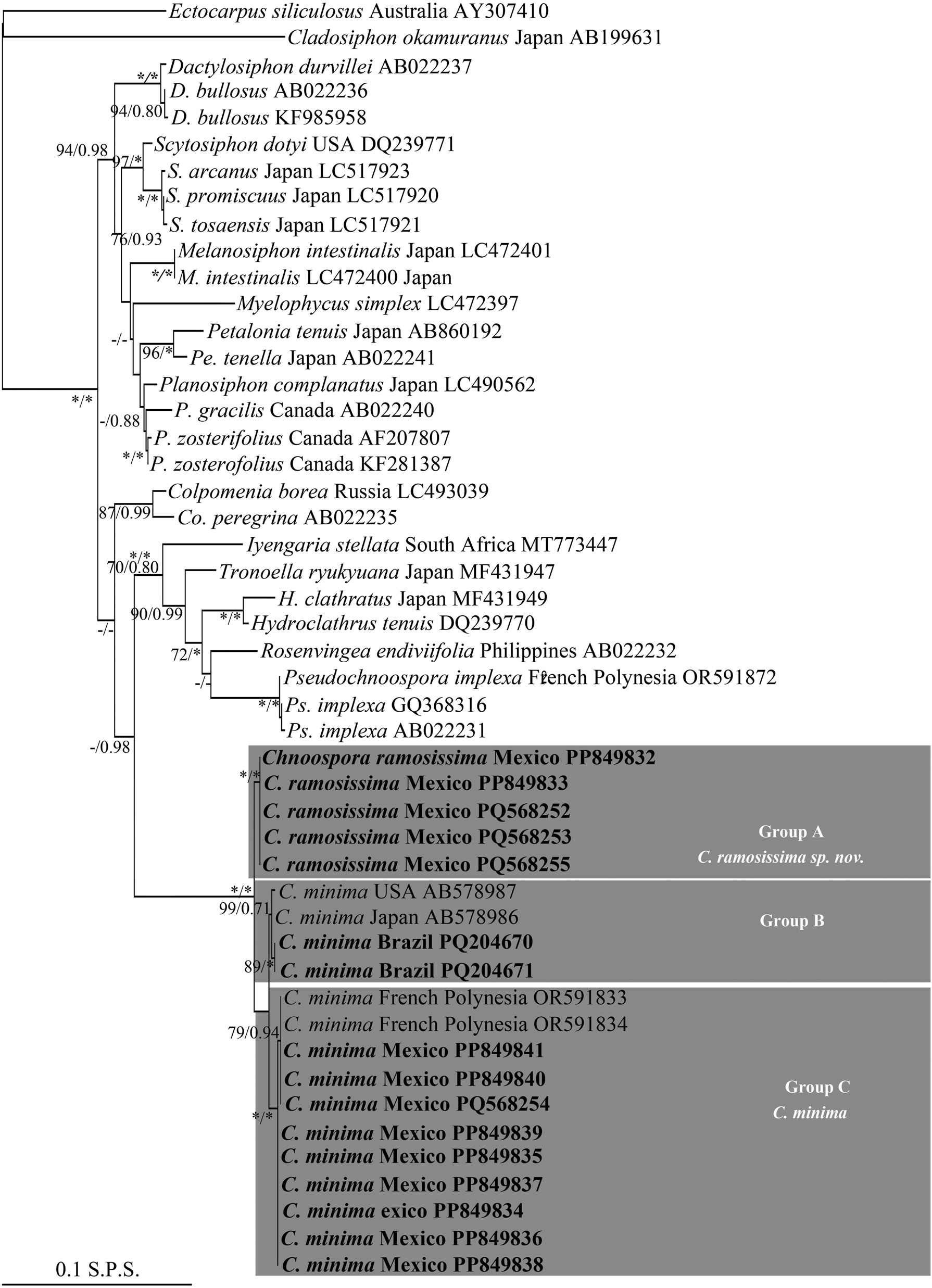 Figure 3: 
Maximum likelihood (ML) topology based on rbcL sequences data. ML bootstrap (left) followed by Bayesian inference (BI) values (right) on branches. Asterisks indicate full support (ML = 100 %, BI = 1.0 %), hyphens indicate values below 70 %. Group A, Group B, and Group C indicate the three clusters within Chnoospora, presented as C. minima and C. ramosissima sp. nov. Sequences generated in this study are in boldface. S.P.S. = substitutions per site.
