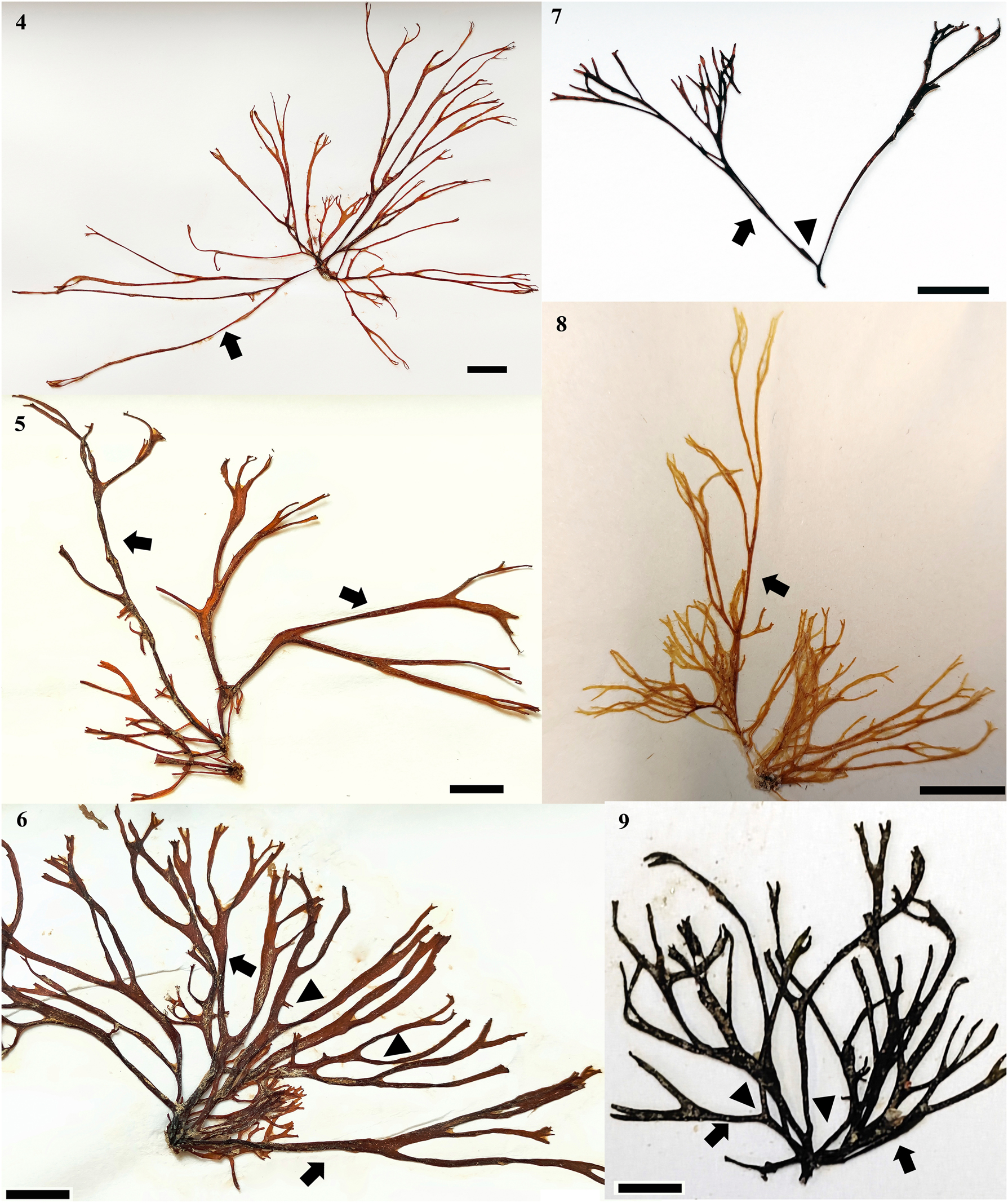 Figures 4−9: 
Chnoospora minima. (4) UAMIZ-1519. Morphotype from Morro de la Mancha, Veracruz, showing intermediate branching segments longer than the rest (arrow). Scale bar = 1 cm. (5) UAMIZ-1518. Morphotype from Villa Rica, Veracruz, showing intermediate branching segments longer than the rest (arrows). Scale bar = 1 cm. (6) UAMIZ-1517. Morphotype from Playa Muñecos, Veracruz, showing intermediate branching segments longer than the rest (arrows) and curved angles (arrowheads). Scale bar = 1 cm. (7) UAMIZ-1521. Morphotype from Isla Mujeres, Quintana Roo, showing intermediate branching segments longer than the rest (arrow) and acute angles (arrowhead). Scale bar = 1 cm. (8) UAMIZ-46. Morphotype from Faro de Bucerías, Michoacan, showing intermediate branching segments longer than the rest (arrow). Scale bar = 1 cm. (9) UAMIZ-1522 showing intermediate branching segments longer than the rest (arrows) and branching angles (arrowheads). Scale bar = 7 mm.
