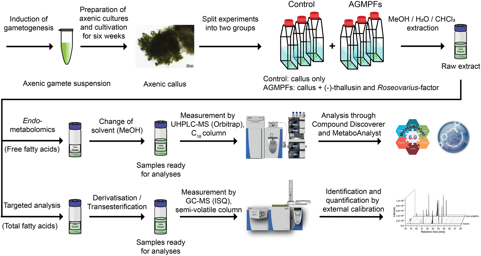 Figure 1: 
Experimental workflow. Gametes of Ulva mutabilis were gathered and separated from bacteria (Califano and Wichard 2018). These axenic gametes were cultivated for six weeks to a callus stage. Afterwards, the stock cultures of calli were unified, mixed and distributed in six culture flasks under sterile conditions. One biological triplicate served as control (in 100 % UCM), while the cultures for the AGMPF-treated biological triplicate [in sterile-filtered Roseovarius UCM-based supernatant (75 %) and UCM (25 %); v:v] were inoculated subsequently with (−)-thallusin (2 × 10−8 mol l−1 final concentration). The calli were incubated for two weeks, separated from the culture medium for solvent extraction, and flash-frozen. After further sample preparation, the ground calli were extracted using a commercial kit based on the Folch lipid extraction method (Folch et al. 1957). In the ensuing sample processing, one aliquot of each sample extract was subjected to a UHPLC-MS Orbitrap system to conduct endo-metabolomics. The data were analysed and evaluated using Compound Discoverer (vers. 3.3) and Metaboanalyst (vers. 6.0). Fatty acids were derivatised to obtain methyl esters for quantification by GC-EI-MS. The analysed fatty acids were quantified based on their response factor through a comparison with an external standard mix. For detailed information, see Supplementary Material.
