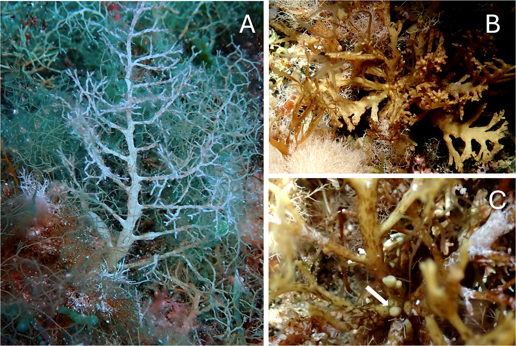 Figure 2: 
Cystoseira compressa. (A) Habit in deeper waters; (B) habit in exposed and shallow waters; (C) smooth apex (white arrow).
