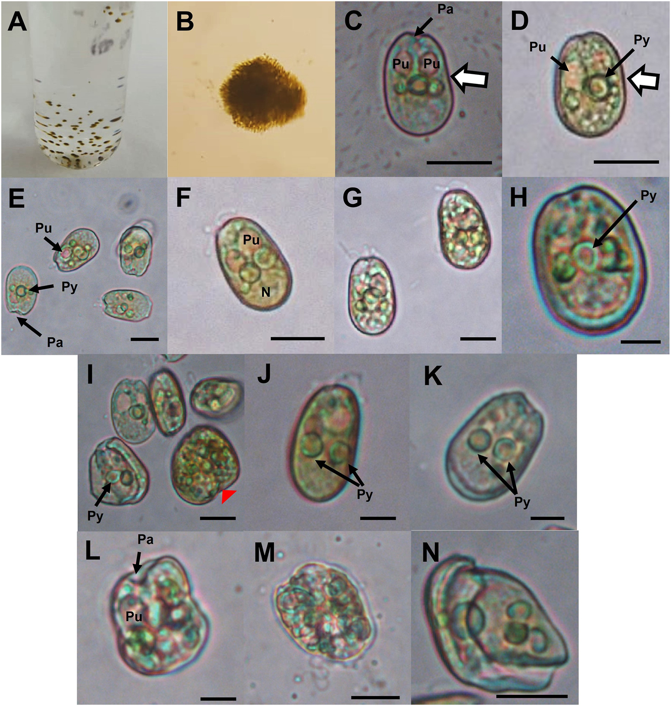 Figure 2: 
Cells of strain PNCETMAR-2 under a light microscope. (A and B) Cell clusters. (C–H, J, K) General view, showing periflagellar area, flagella, pyrenoid, pusules, chloroplasts, nucleus and concave margin (white arrow with margin). (I, L) Granulated cells in the process of division (red arrowhead). (L–N) Irregular planozygotes. Py, pyrenoid; Pa, periflagellar area; Pu, pusule; N, nucleus. Scale bars: 10 µm in (C–G, I and L–N); 5 µm in (H, J, K).
