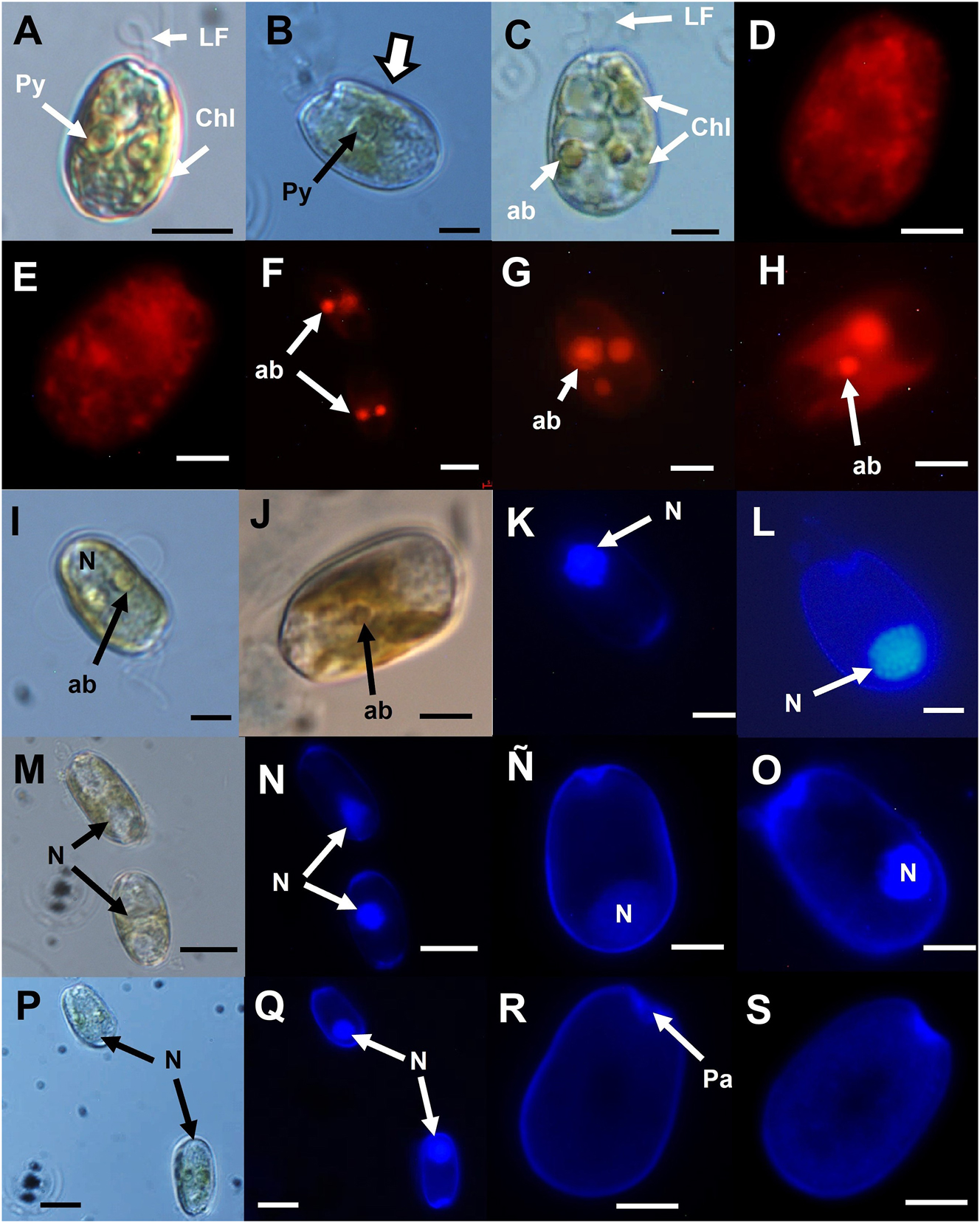 Figure 4: 
Micrographs of Prorocentrum cf. cassubicum: (A–C, E–G, I, K–Ñ) strain PNCETMAR-1; (D, H, J, O–S) strain PNCETMAR-2. (A–B, I, J, M and P) Cells under phase-contrast microscope; concave margin [broad white arrow in (B)]. (D–H, K, L, N–O and Q–S) Cells under epifluorescence microscope, stained with DAPI, showing the shape and position of the nucleus. (D–H) Epifluorescence images of chloroplasts. (F–H) Accumulation bodies with autofluorescence are shown. (R and S) Cells stained with Calcofluor White M2R; the thecal surface is shown. Pa, periflagellar area; LF, longitudinal flagellum; ab, accumulation bodies; Py, pyrenoid; Pu, pusule; N, nucleus; Chl, chloroplast. Scale bars: 10 µm in (A, M, N, F, P and Q); 5 µm in (C, D, G, H–L, Ñ, O, P–S).
