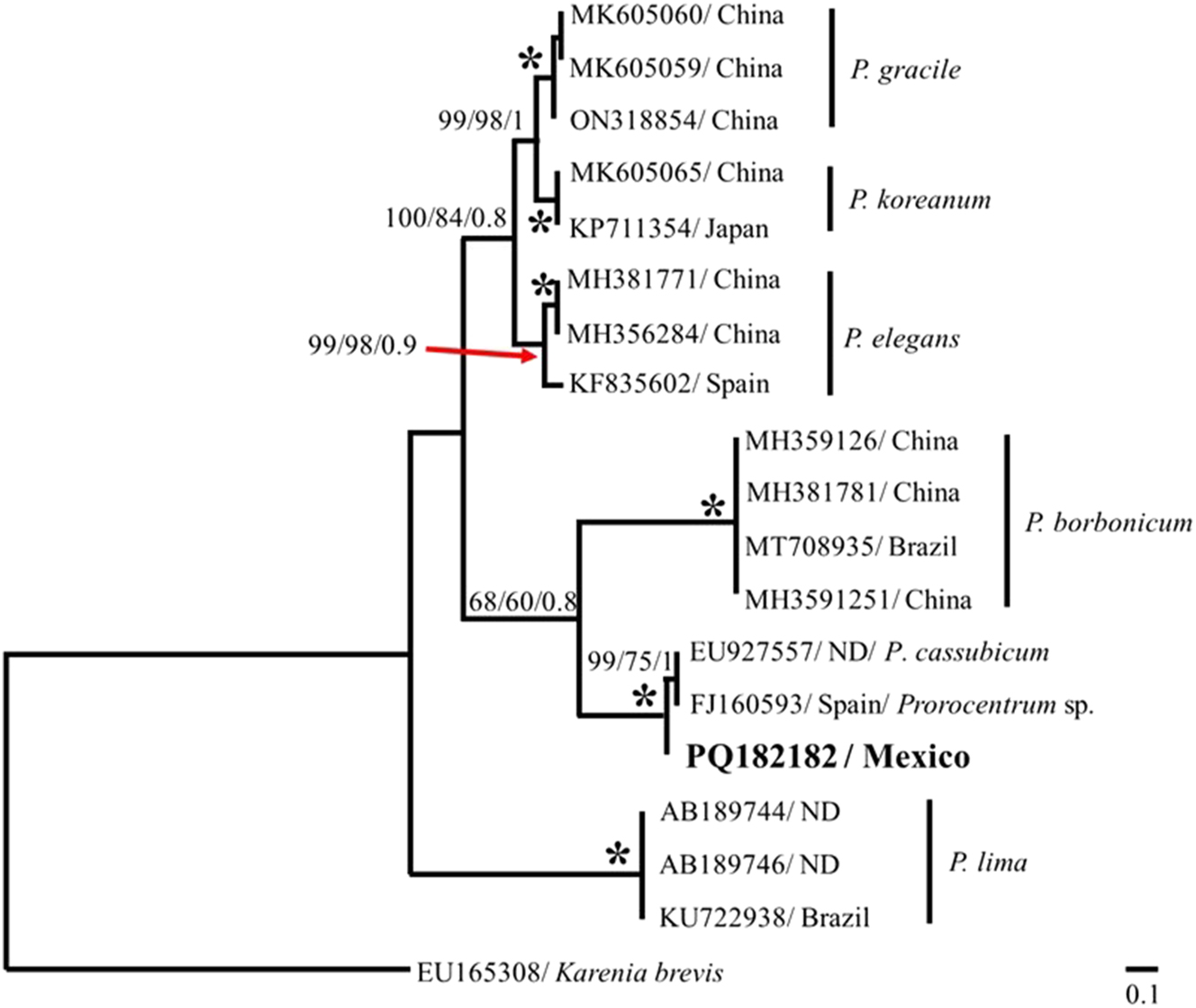 Figure 7: 
Phylogenetic tree of Prorocentrum from the ITS region of rDNA. The phylogenetic tree was developed using the maximum parsimony (MP), maximum likelihood (ML) and Bayesian inference (BI) methods. The percentage of bootstrap and posterior probability (MP/ML/BI) are shown at the nodes. The analysis included 19 sequences; dataset based on 524 bp. ND, no data.
