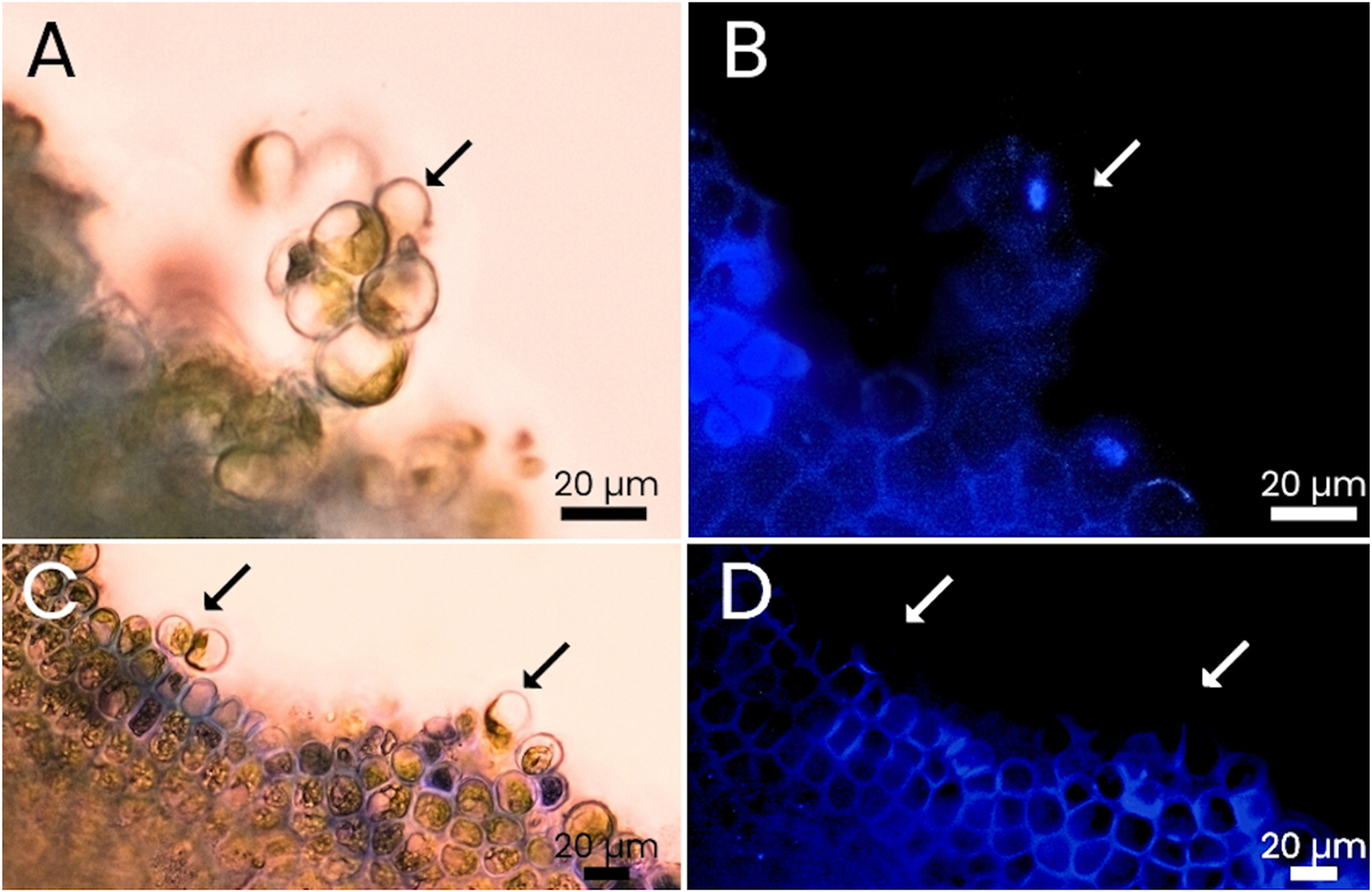 Figure 8: 
Comparison of Ulva compressa thalli dyed with calcofluor white under white light and fluorescent light. Cells show no or only little fluorescence as they detach from the thalli. (A and B) Protoplasts detached from a thallus are seemingly attached to each other; same picture with different conjugations of white (A) and fluorescence light (B). (C and D) Protoplasts in the process of detachment from the thallus; same picture with different conjugations of white (C) and fluorescence light (D). Arrows point to areas where fluorescence is missing (i.e. indicating absence of cell wall).
