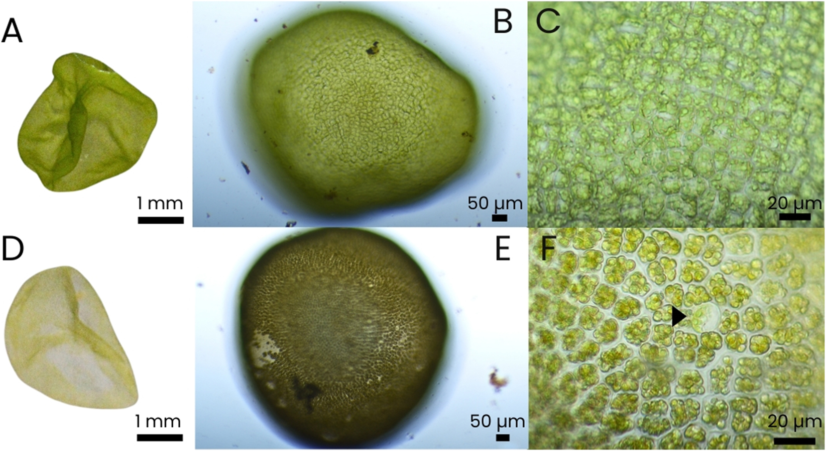 Figure 10: 
Unattached discs that developed from protoplasts (Boderskov et al. 2023) of Ulva lacinulata and their maturation 5 weeks after protoplast release. (A) Vegetative green unattached disc (UD) developed from protoplast (week 5); (B and C) close-up of the same; (D) UD becoming fertile (week 5 after protoplast release); (E and F) close-up of the same showing olive-green (fertile) UD and gametes inside the cells. In the centre (arrowhead), one single large spherical cell is visible, similar to the protoplasts that were produced by the inoculated biomass.
