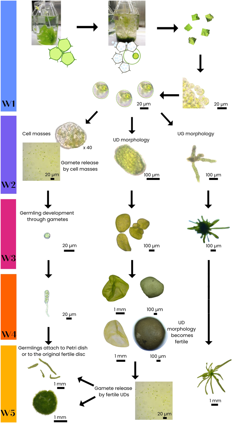 Figure 11: 
Visual representation of our observations of morphological development after natural protoplast release. For the representation, pictures from the experiment with Ulva lacinulata were used. Ulva compressa followed the same process. W1-5 represent the weeks when the different development stages were observed. [Graphical design created in Canva (Canva n.d.)].
