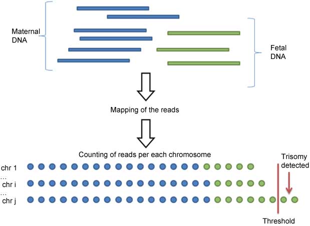 Figure 1 
					Schematic illustration of the procedural framework for using massively parallel genomic sequencing for the non-invasive prenatal detection of fetal chromosomal aneuploidy.
					(A) Fetal DNA (green fragments) circulates in maternal plasma as a minor population among a high background of maternal DNA (blue fragments). A sample containing a representative profile of DNA molecules in maternal plasma is obtained. Short fragments of cell-free DNA are then sequenced by some NGS technique. (B) The chromosomal origin of each sequence is identified by mapping the obtained reads to the human reference genome. (C) The number of unique sequences mapped to each chromosome are counted and genome representation of the chromosomes of interest is determined in subsequent analysis. Aneuploidy can be detected by various statistical techniques based on the number of reads representing the chromosome of interest compared to the other chromosomes. Notice that blue and green circles schematically representing the reads mapped to each chromosome, originating from maternal and fetal DNA fractions, respectively, are indistinguishable and only a difference in the total amount of reads can be detected (as shown for “chr j” in the example).
				