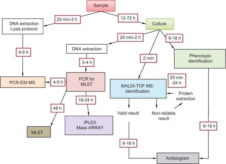 Figure 2 
						Typical workflow of new and old methods used in a clinical microbiology laboratory. The time to identification, typing and resistance analysis is noted.
						MALDI-RE, matrix-assisted laser desorption ionization resequencing; MALDI-TOF MS, matrix-assisted laser desorption ionization time-of-flight mass spectrometry; MLST, multilocus sequence typing; PCR-ESI MS, electrospray ionization mass spectrometry.
					