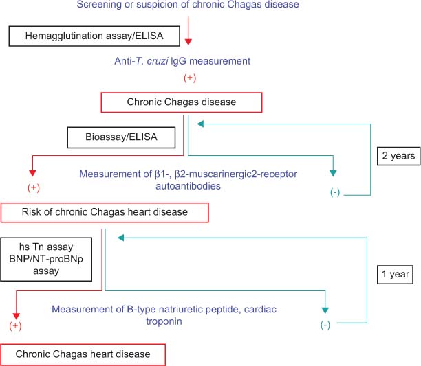 Figure 2 
					Suggested algorithm for combining autoantibody measurements and the measurements of B-type natriuretic peptide and cardiac troponins in chronic Chagas disease patients for risk assessment, diagnostics and monitoring.
					From [210], with permission of Springer; license no. 2910760939167.
				