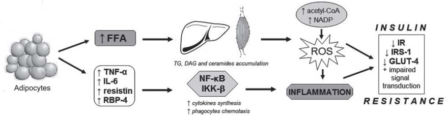 Figure 1 
					Role of adipose tissue in insulin resistance.
				