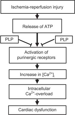 Figure 1 Proposed site of action of PLP in events involving the release of ATP and activation of purinergic receptors and thus leading to the development of intracellular Ca2+ overload and cardiac function due to I/R injury.