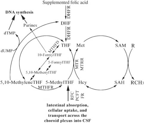 Figure 1 
						Folate metabolism, related enzymes, and transporters.
						DHF, dihydrofolate; DHFR, dihydrofolate reductase; dTMP, deoxythymidine monophosphate; dUMP, deoxyuridine monophosphate; FR, folate receptor; MTHFD, 5,10-methylenetetrahydrofolate dehydrogenase; MTHFR, 5,10-methylenetetrahydrofolate reductase; MTR, methionine synthase; MTRR, methionine synthase reductase; PCFT, proton coupled folate transporter; RFC, reduced folate carrier; SAH, S-adenosylhomocysteine; SAM, S-adenosylmethionine; THF, tetrahydrofolate; TYMS, thymidylate synthase.
					