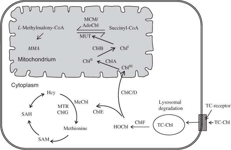 Figure 2 
					Cobalamin homeostasis and inherited disorders.
					AdoCbl, adenosylcobalamin; Cbl, cobalamin; Hcy, homocysteine; HOCbl, hydroxycobalamin; MCM, methylmalonyl-CoA mutase; MeCbl, methylcobalamin; MMA, methylmalonic acid; MTR, methionine synthase; SAH, S-adenosylhomocysteine; SAM, S-adenosylmethionine; TC, transcobalamin.
				