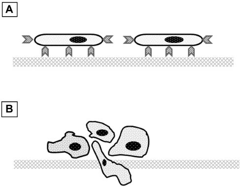 Figure 2 RAGE expression and alveolar cell phenotype: (A) normal alveolar cells; (B) malignant cells (: RAGE).(A) Normal RAGE expression is related to normal alveolar type I epithelial cell phenotype (ATI), which is characterized by an extremely thin and flat morphology and normal adhesion to substrate. Normal RAGE expression is essential for the preservation of normal cell phenotype and tissue architecture, ensuring efficient gas exchange functioning (diffusion of oxygen and carbon dioxide) in the alveolar cells. (B) RAGE downregulation is related to a dedifferentiated abnormal cell phenotype with enhanced capacities of migration and invasion, disruption of normal contacts with substrate and adjacent cells, and disruption of normal lung tissue organization and architecture. Thus, downregulation of RAGE is a critical step in the process of cell regression to a dedifferentiated embryonic malignant phenotype, with a concomitant disruption of lung tissue architecture.