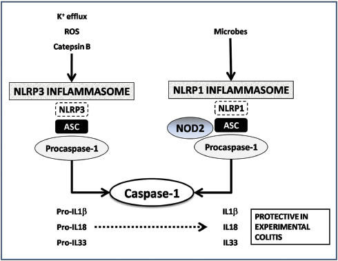 Figure 1 NLRP1 and NLRP3 inflammasomes multiprotein complexes.These complexes are formed by a nucleotide binding domain leucine rich repeat containing receptors (NLRP), the adaptor molecule apoptosis associated speck-like protein (ASC) containing caspase recruitment domain and pro-caspase-1. The activation of NLRP1 inflammasome requires NOD2. The cysteine protease caspase-1 activates pro-IL1β, pro-IL18 and pro-IL33.