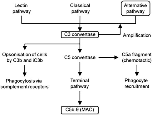 Figure 1: A simplified overview of the complement cascade.The alternative pathway involves the constitutive low level activation of C3 and the subsequent deposit of C3b on cell membranes, ultimately leading to the generation of the membrane attack complex, (MAC), C5b-9. Regulation of the complement cascade is described in Figure 2.