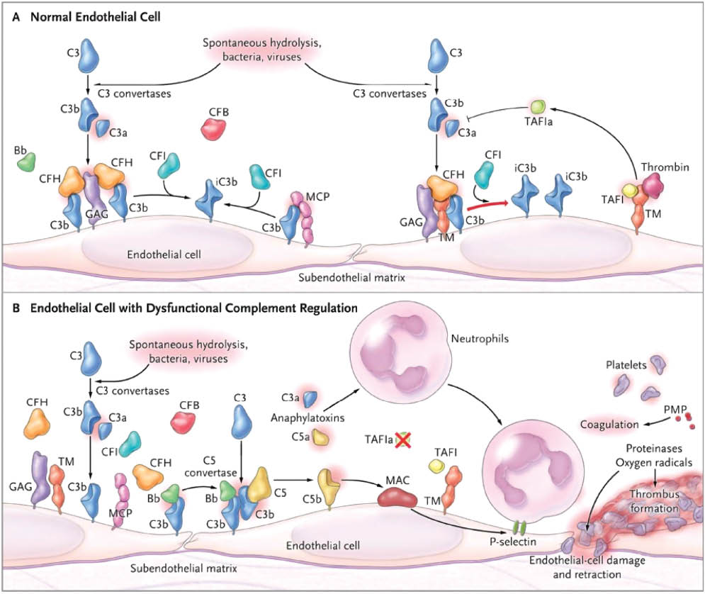 Figure 2: Model for the mechanisms leading from impaired regulation of the alternative pathway to thrombotic microangiopathy.In a normal endothelial cell (A), complement factor H (CFH) binds to the endothelial surface and to C3b and together with membrane cofactor protein (MCP) acts as a cofactor for cleavage of C3b, which is mediated by complement factor I (CFI), a process that prevents its interaction with factor B. CFH also dissociates the C3 convertase of the alternative pathway (C3b). Thrombomodulin (TM) enhances CFI-mediated inactivation of C3b in the presence of CFH and promotes activation of the thrombin-activatable fibrinolysis inhibitor (TAFIa), which degrades C3a and C5a. In patients with loss-of-function mutations in complement regulatory genes [CFH, CFI, MCP, and THBD (the gene encoding thrombomodulin)] (B), C3b is not degraded efficiently and forms the C3 and C5 convertases of the alternative pathway. A similar situation applies to patients with gain-of-function mutations in CFB and C3. Mutant CFB forms a superconvertase that is resistant to dissociation by CFH. Mutant C3b does not bind CFH and MCP and is resistant to degradation by CFI. From Noris et al. [14]. Reprinted with permission from Massachusetts Medical Society.
