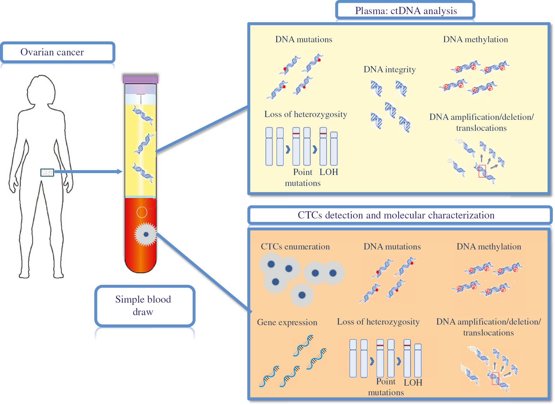 Figure 1: CTCs and ctDNA in ovarian cancer.